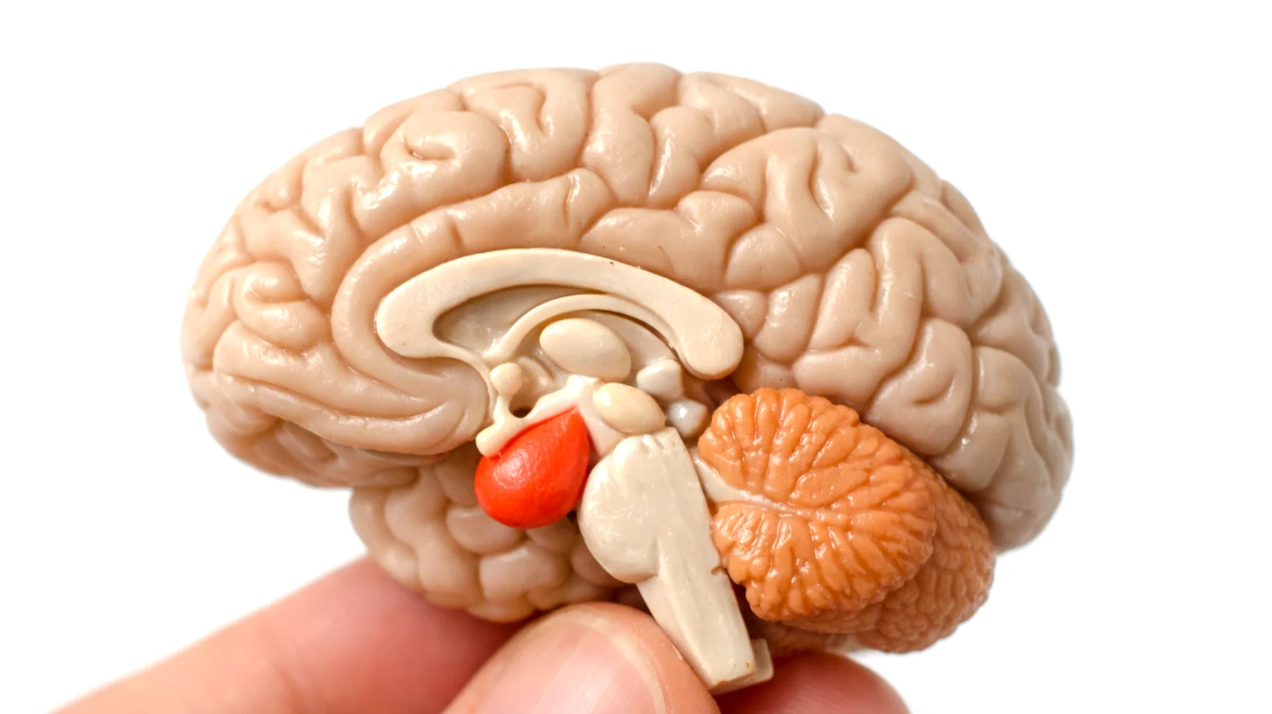 Gruczolak przysadki: jak go rozpoznać"